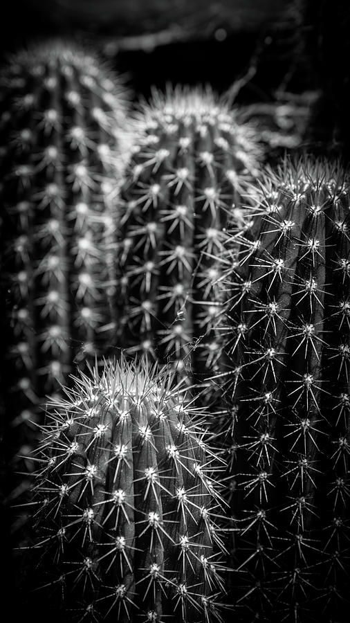 Cacti Photograph by Mike Fusaro