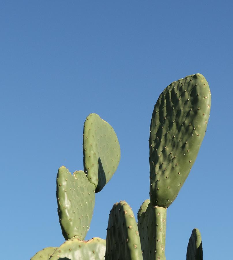 Cacti Morning Light Photograph by Bill Tomsa