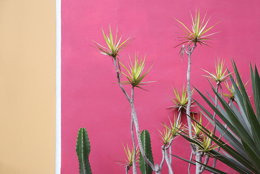 Cacti plants and yellow flowers seen in front of a pink, white and beige wall. Photograph by Mireya Acierto
