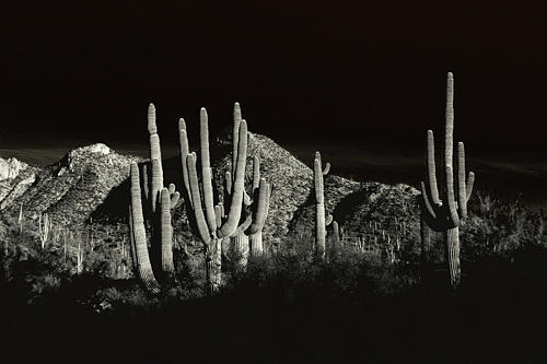 cactus that can sing and dance