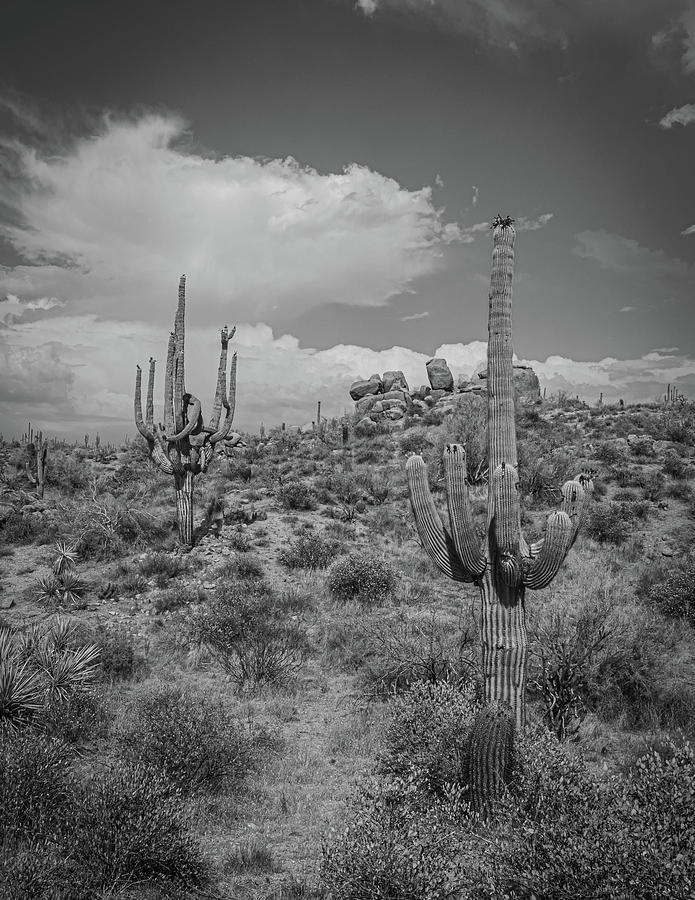 Cactus 1 Photograph by David Barile