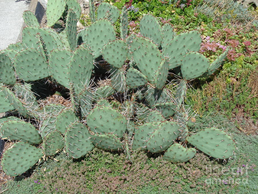 Cactus 1002 Photograph