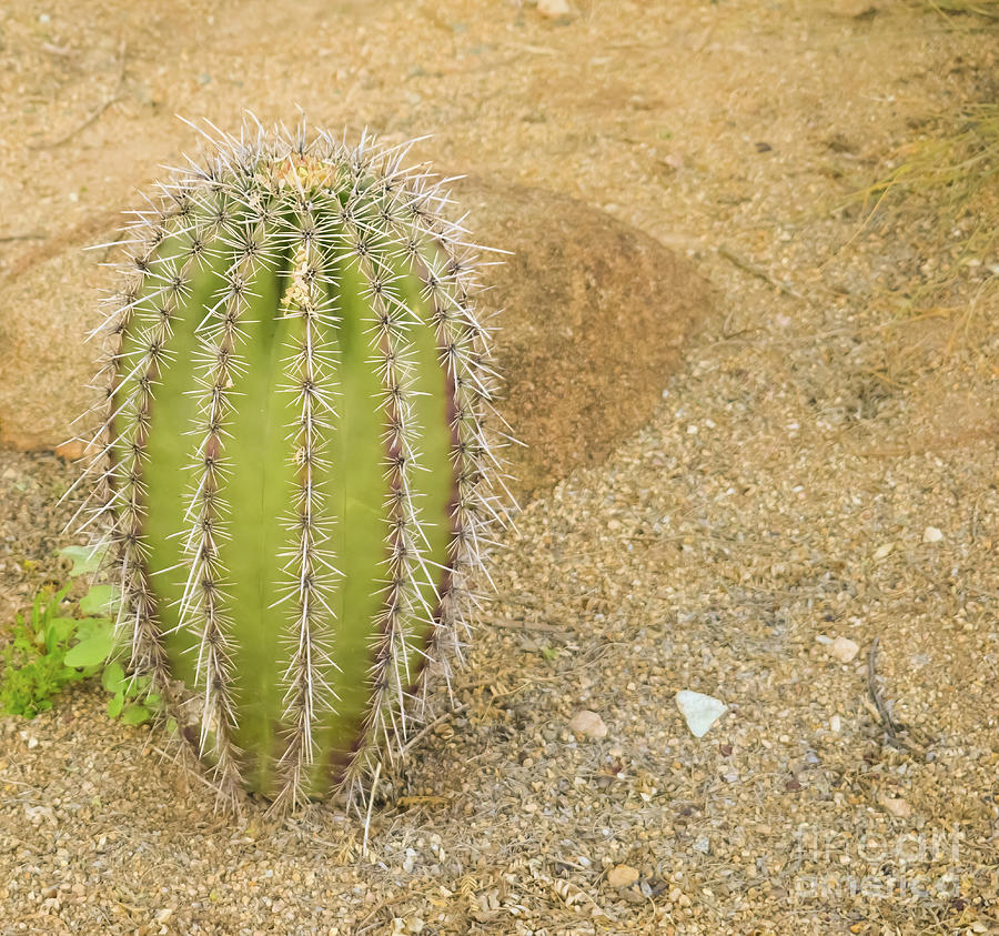 Cactus 2811E Photograph by David Ragland