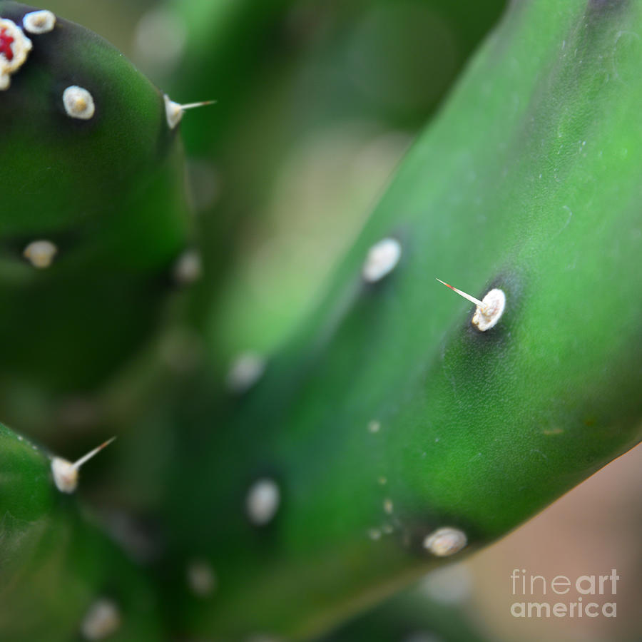 Cactus 3 Photograph by Paul Davenport