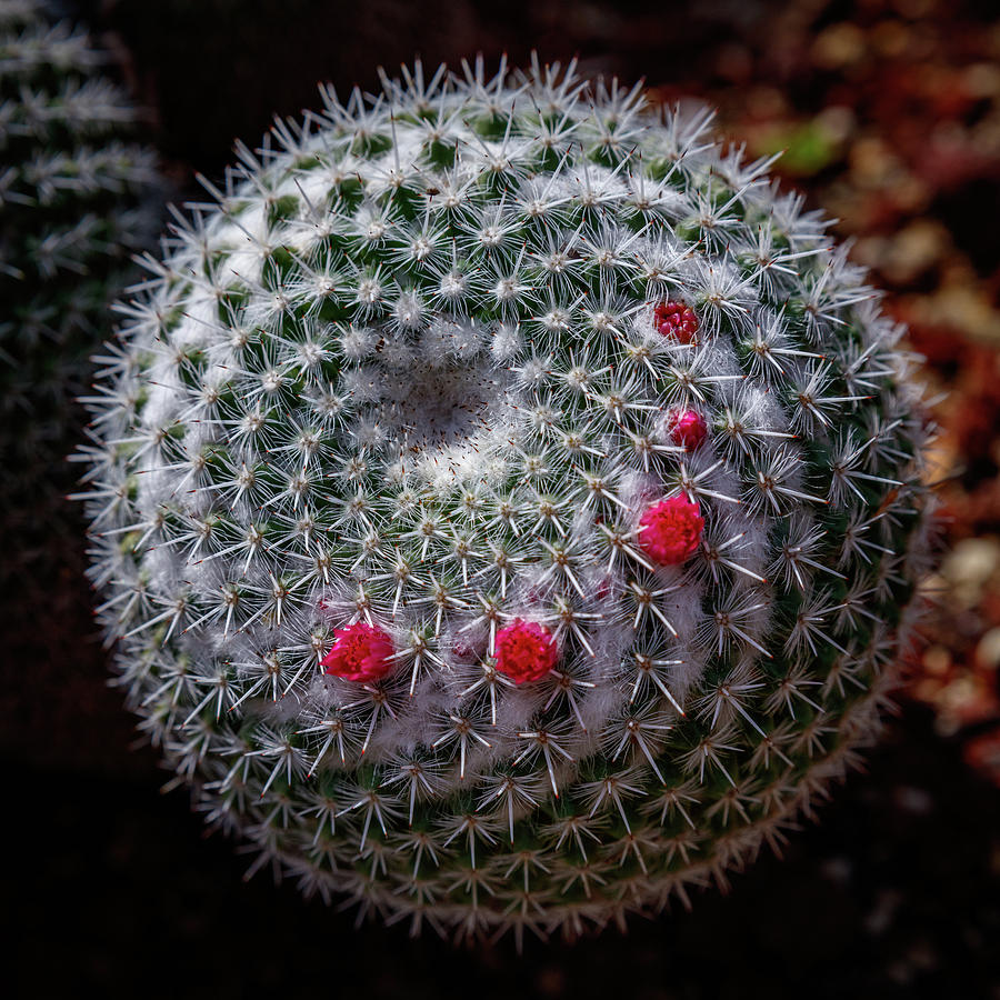 Cactus 455 Photograph