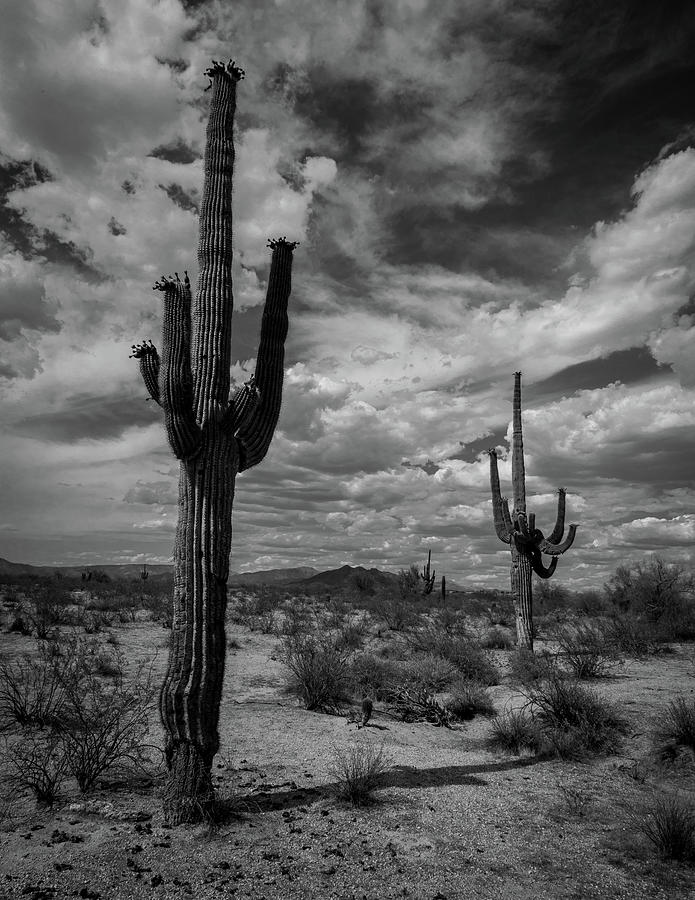 Cactus 5 Photograph by David Barile | Fine Art America