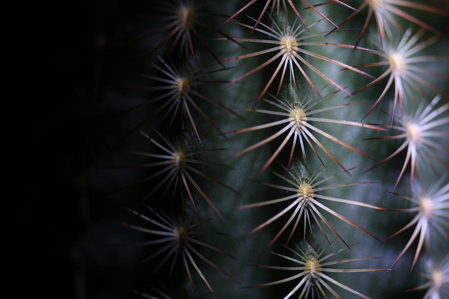 Cactus 9536 Photograph by Julie Powell