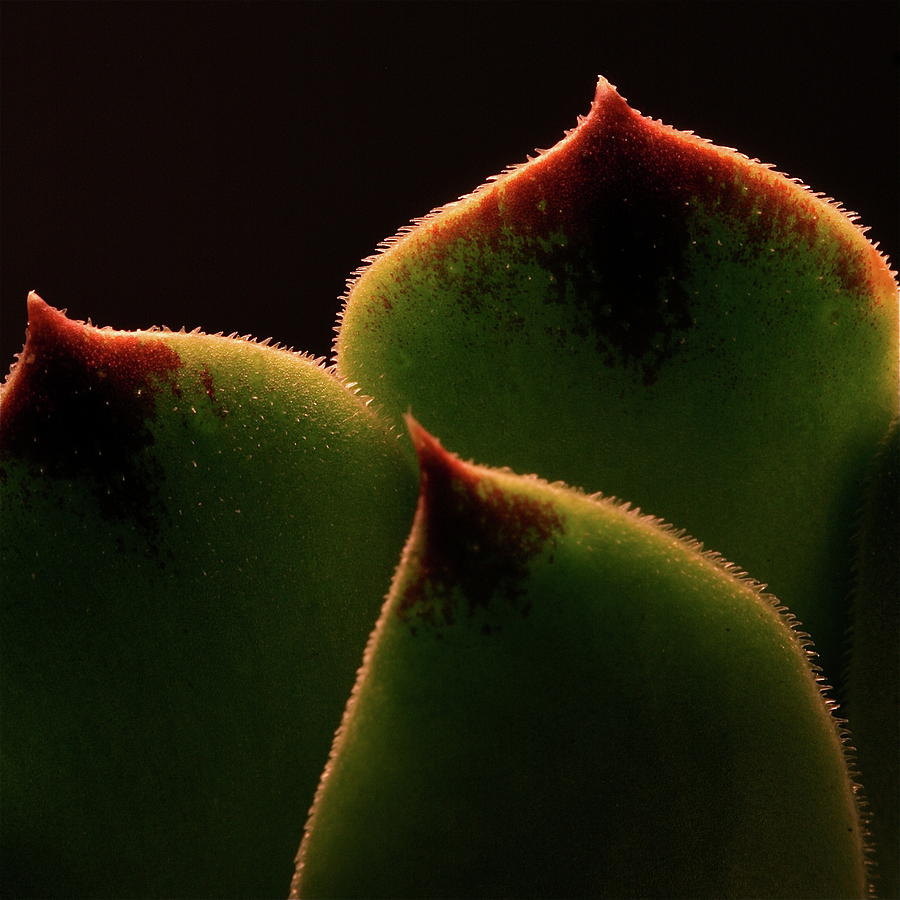 Nature Photograph - Cactus 9609 by Julie Powell