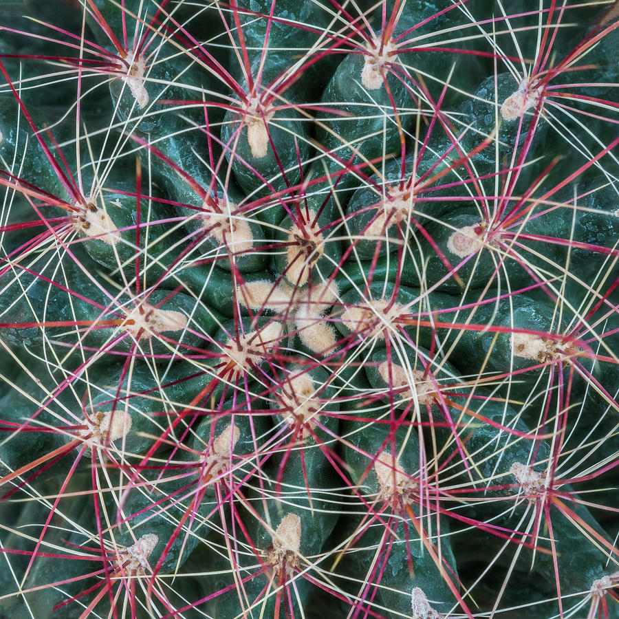 Cactus Abstract Photograph by Patti Deters