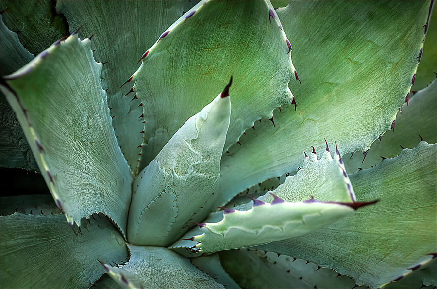 Cactus Agave Photograph by Julie Palencia
