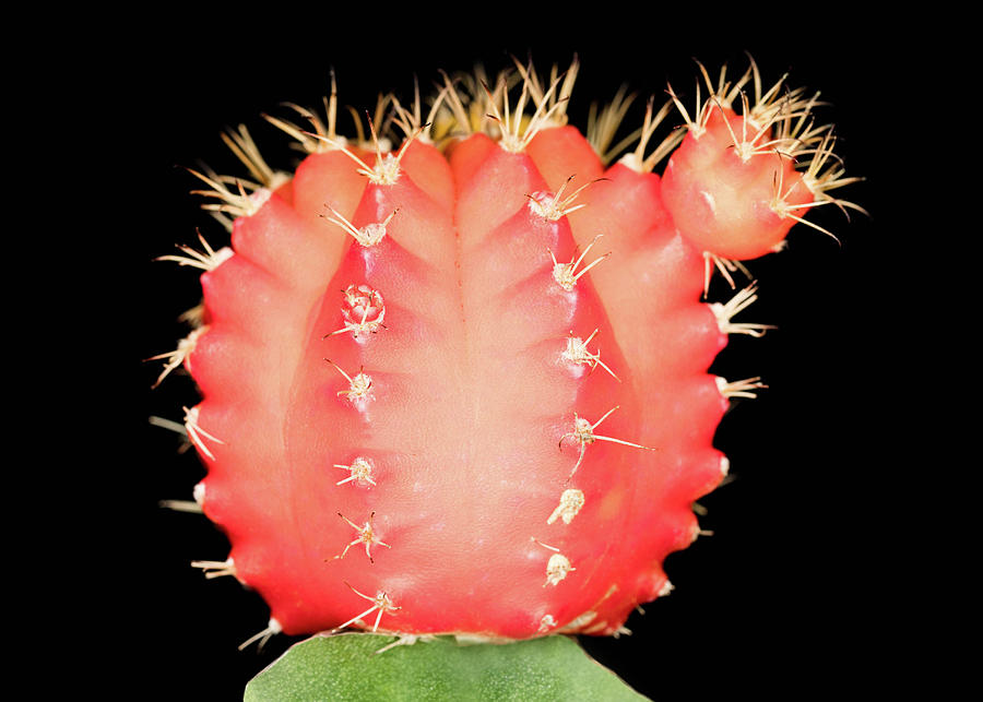 Cactus Photograph by Amelia Pearn