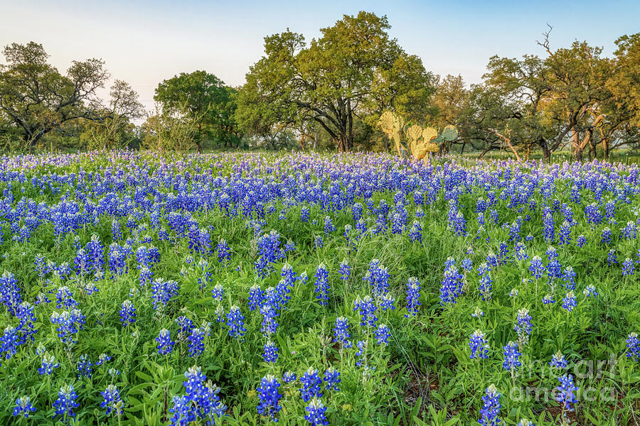 Cactus Among the Bluebonnets Photograph by Bee Creek Photography - Tod ...