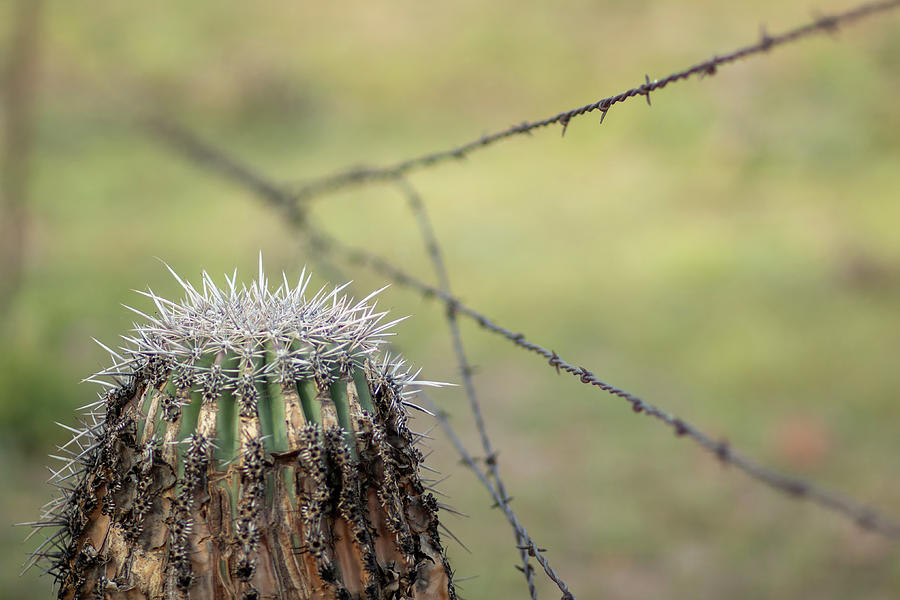 Nature Photograph - Cactus and Barbed Wire Fence by Tamara Taylor