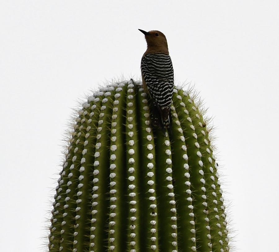 Cactus and Bird Photograph by Hella Buchheim | Fine Art America