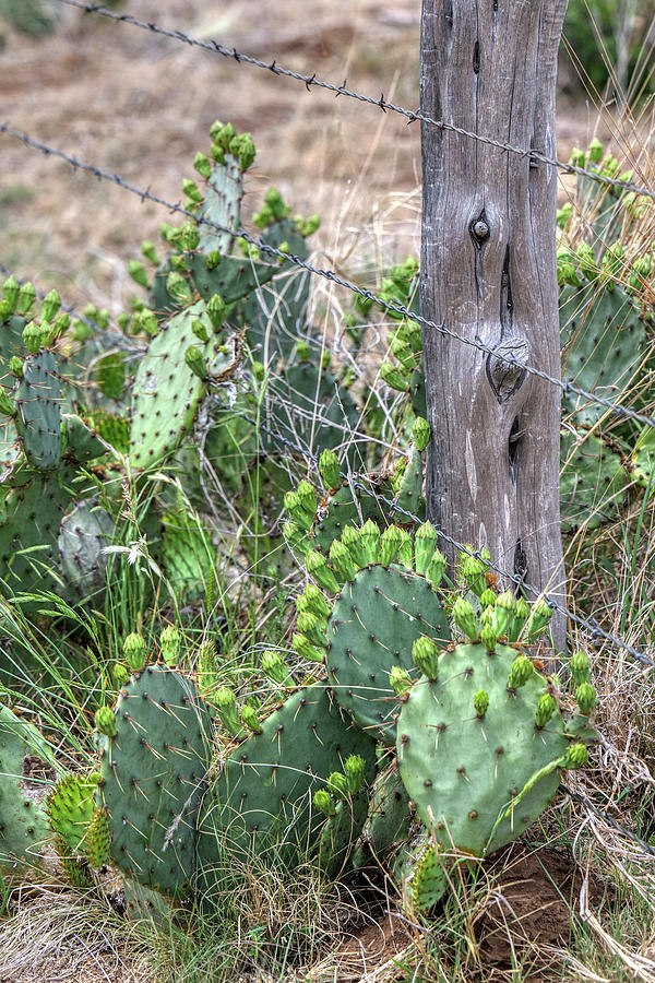 Cactus and Fence Photograph by Paul Freidlund