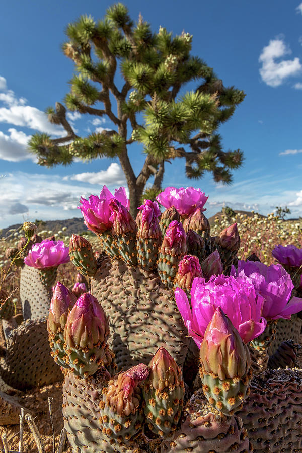 Cactus and Joshua Tree Photograph by Peter Tellone