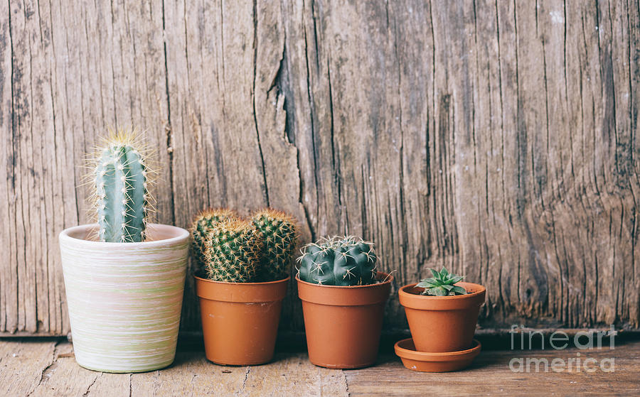 Spring Photograph - Cactus and succulents on clay pot by Jelena Jovanovic