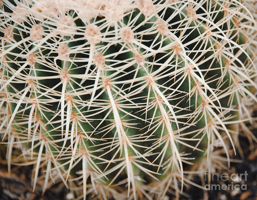 Cactus Photograph by Andrea Anderegg