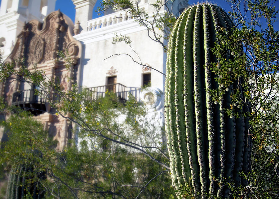 Cactus at San Xavier Photograph by Bill Chizek