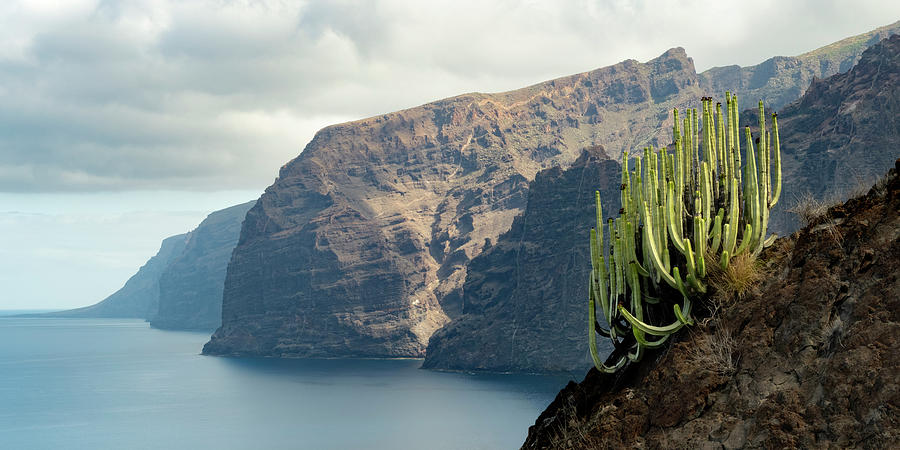 Cactus at the cliff in Tenerife Photograph by Patrick Van Os