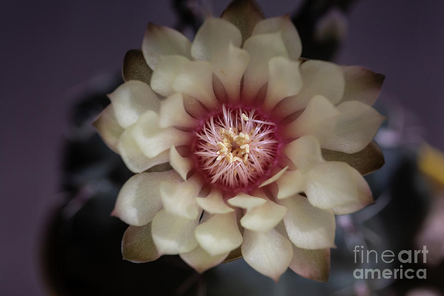 Flowers Still Life Photograph - Cactus Beauty by Eva Lechner