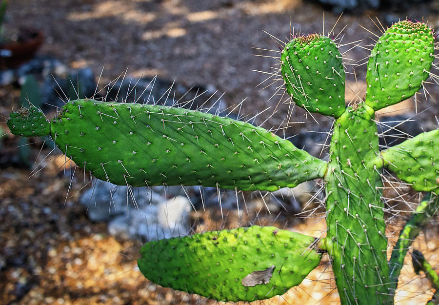 Cactus Beauty Photograph by Richard Goldman