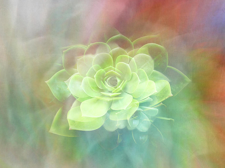 Cactus Beauty Digital Art by Terry Davis
