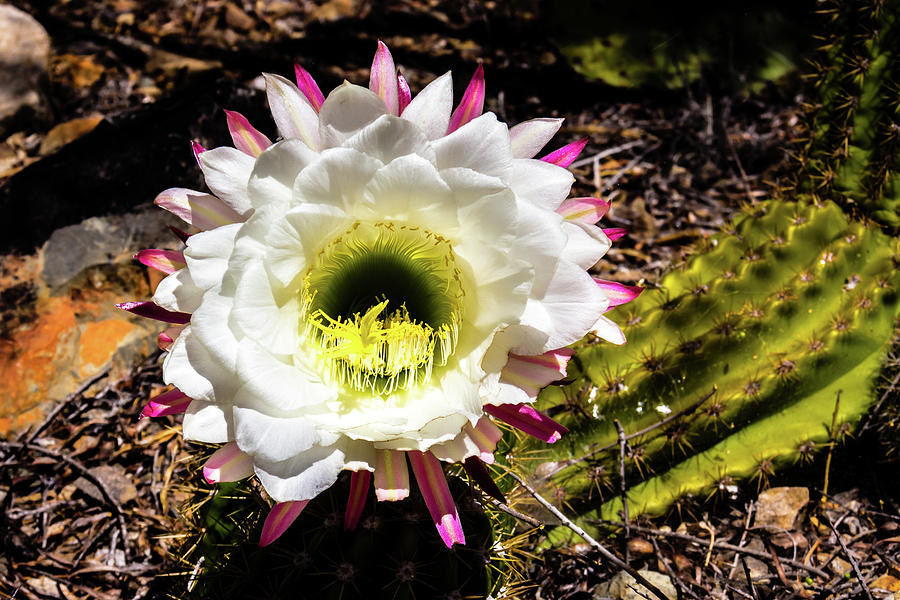 Cactus Bloom 1 Photograph by Craig A Walker