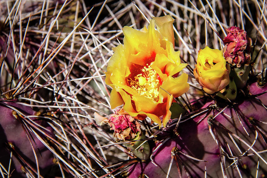Cactus Bloom 3 Photograph by Craig A Walker