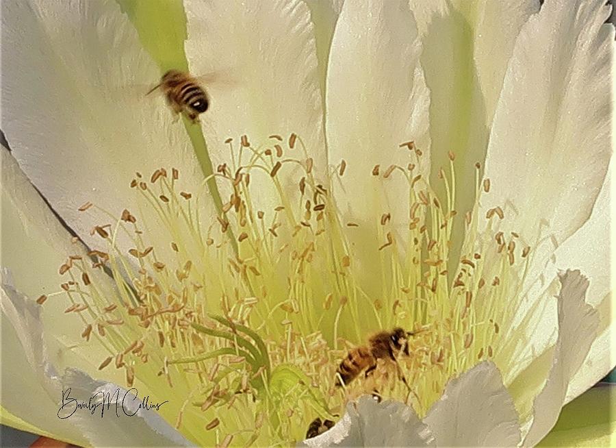 Cactus Bloom and Honeybees Photograph by Beverly M Collins