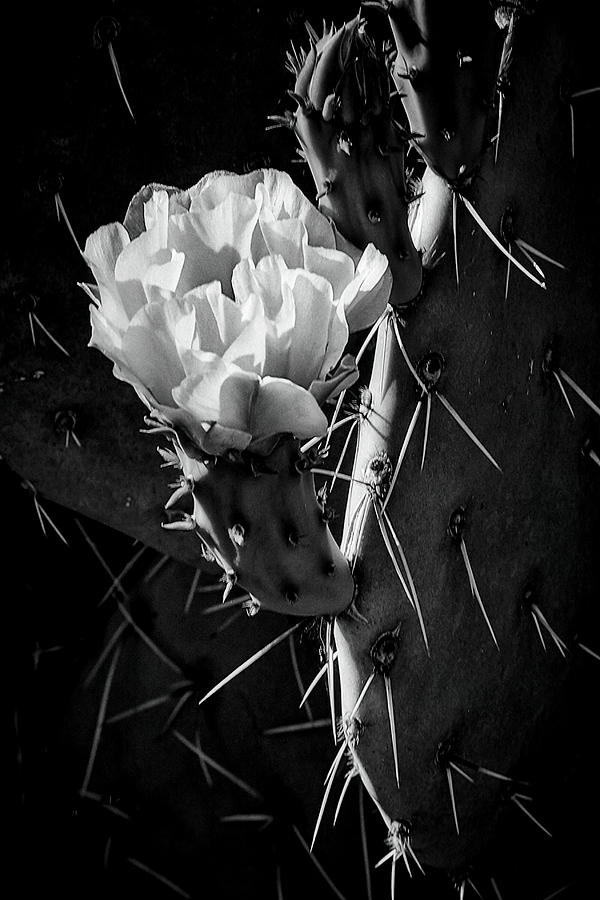 Cactus Bloom BW Photograph by Steve Kelley