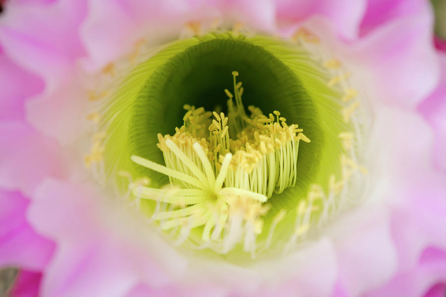 Cactus Bloom II Photograph by Ricky Barnard