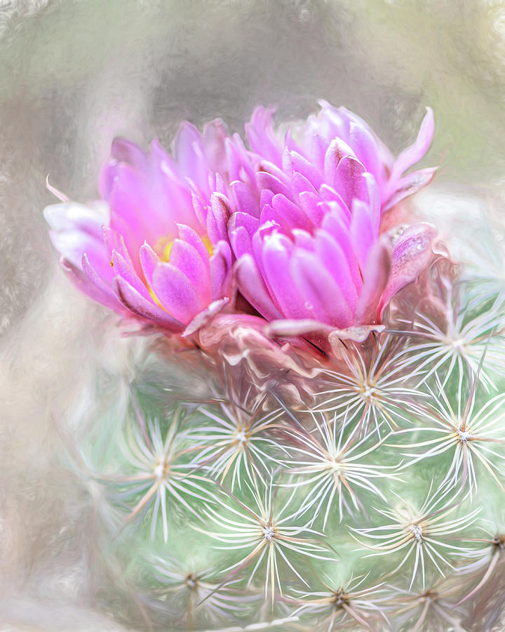 Cactus Bloom Photograph by Jennifer Grossnickle