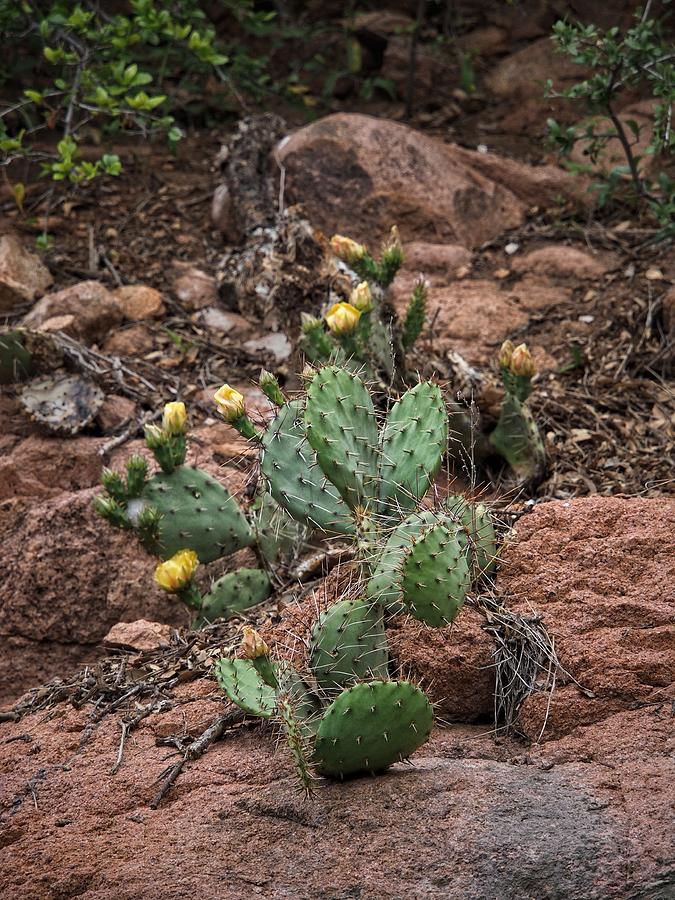 Cactus Blooms Photograph by Buck Buchanan