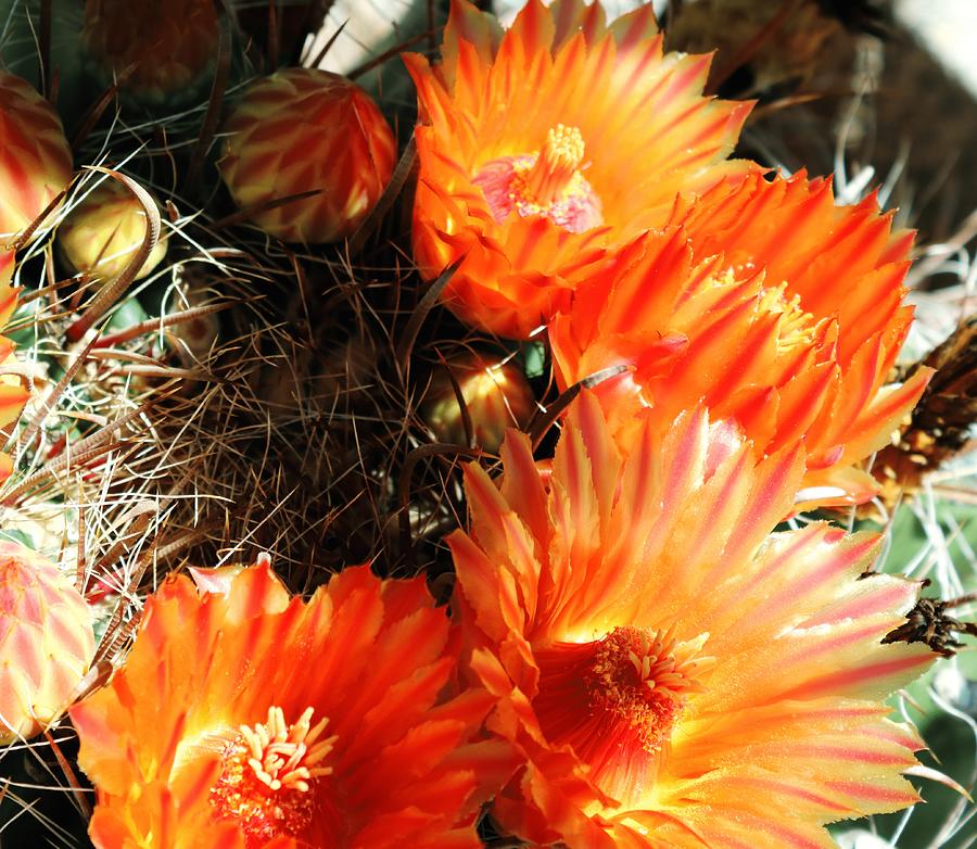 Cactus Blooms Photograph by M Diane Bonaparte