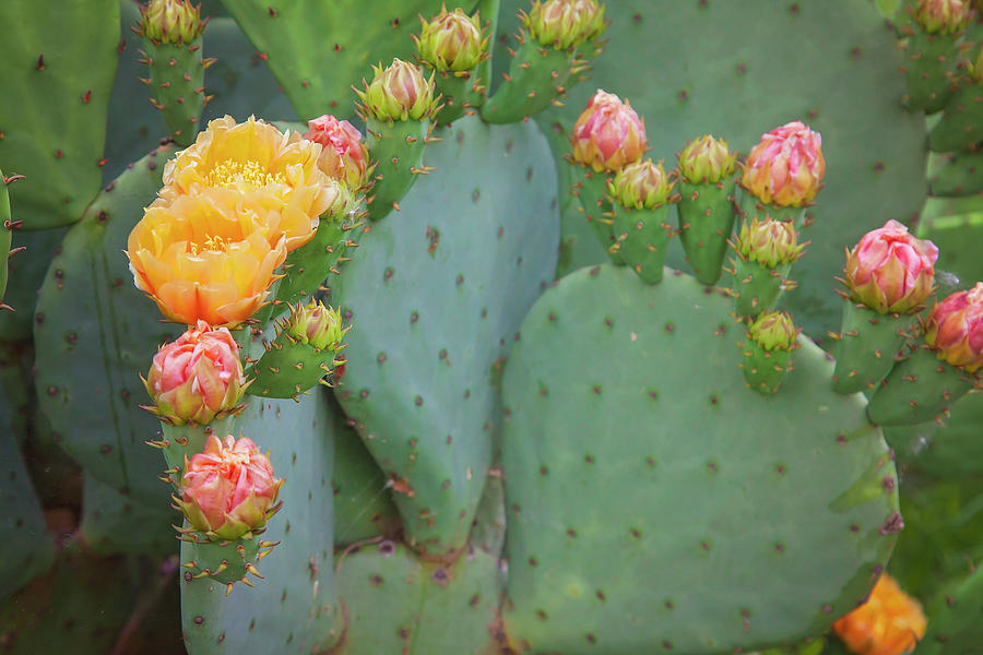 Cactus Blooms Photograph by Toni Hopper