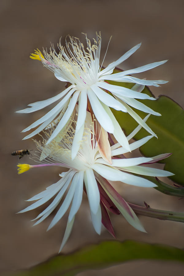 Cactus blossom pollinator Photograph by Zina Stromberg