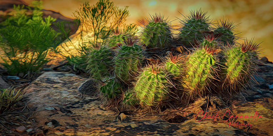 Cactus Boquet ... Photograph by Chuck Caramella