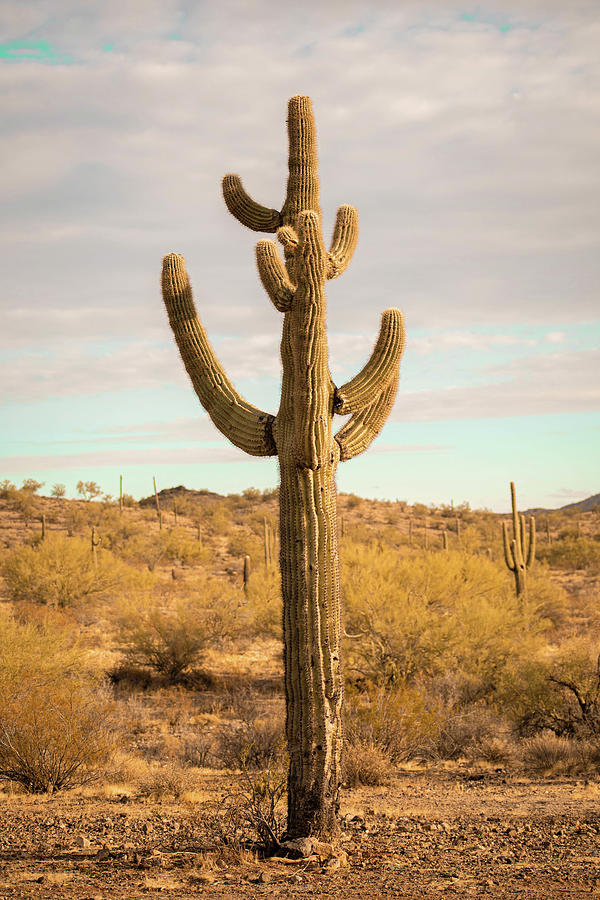 Nature Photograph - Cactus Bright by Go and Flow Photos
