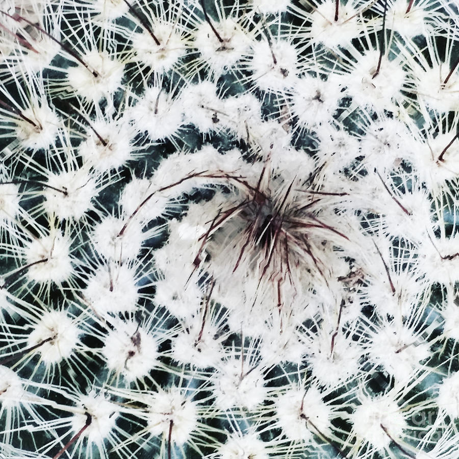 Cactus, circle of Life, nature, photorealism Digital Art by Scott S Baker