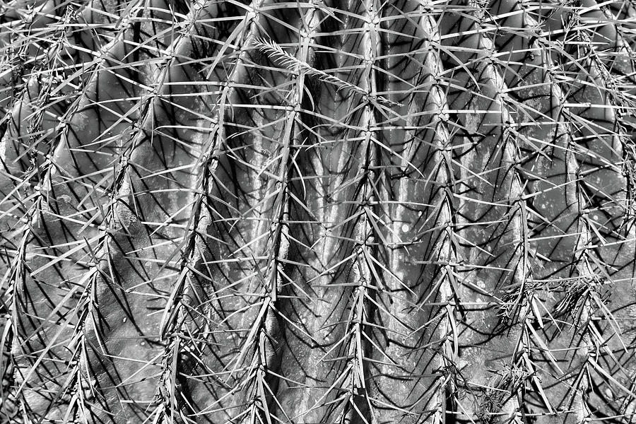Cactus Close Up Photograph by Robert Wilder Jr