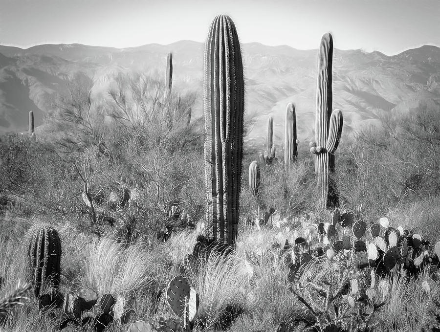Cactus Country BW Photograph by Athena Mckinzie