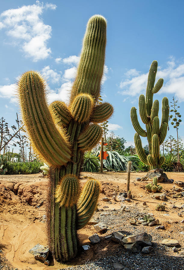 Cactus Photograph - Cactus Country by Vicki Walsh