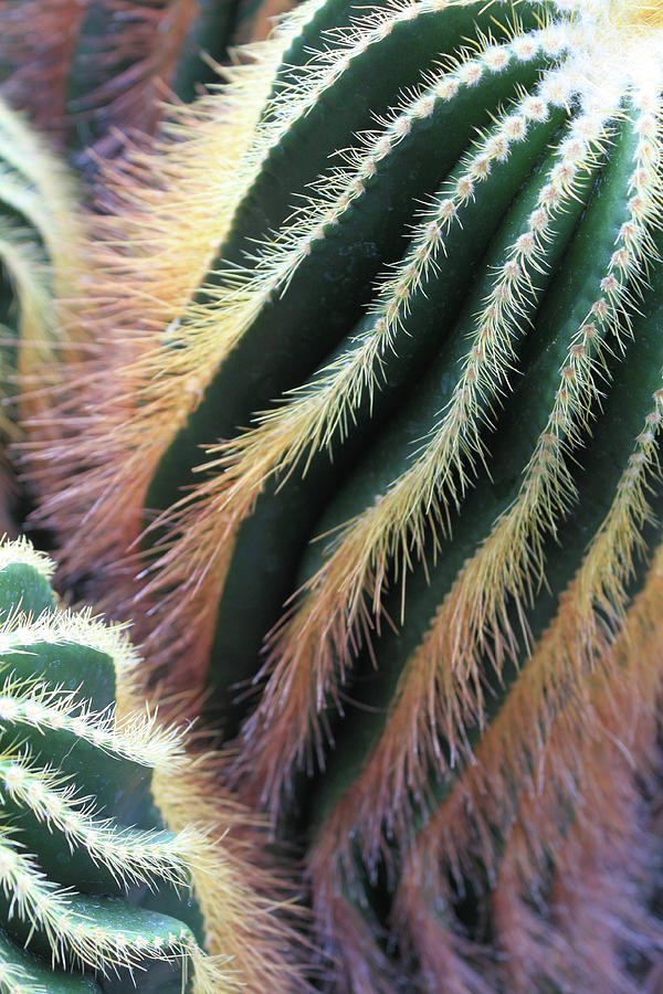 Cactus Photograph - Cactus by David Beard Cactus Photograph - Cactus by David Beard