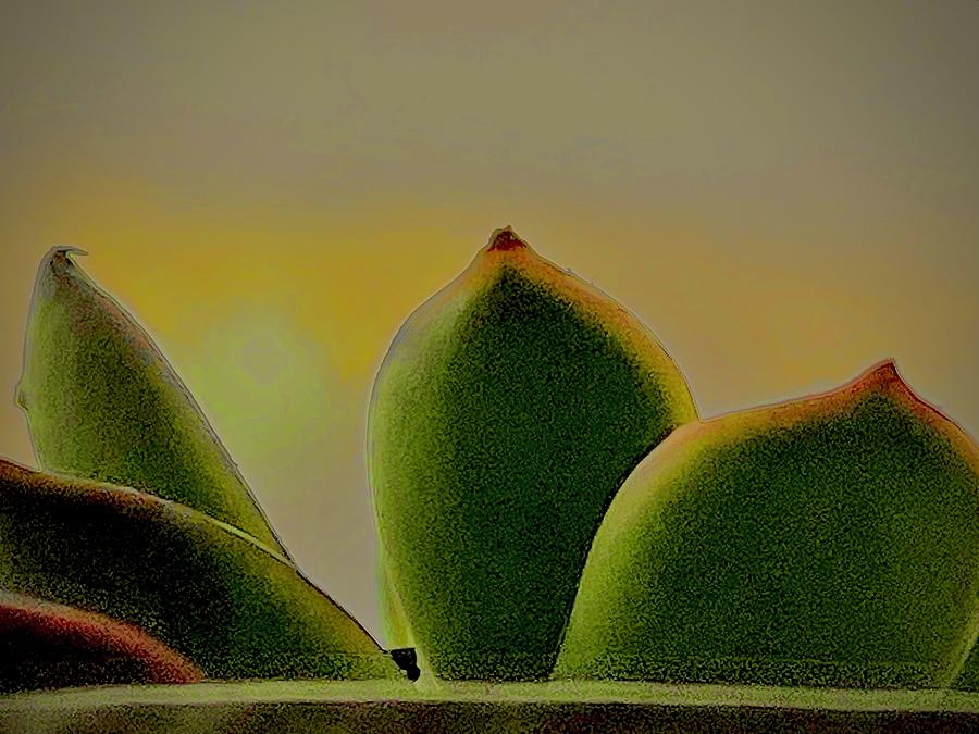 Still Life Photograph - Cactus Delight by Al Swasey