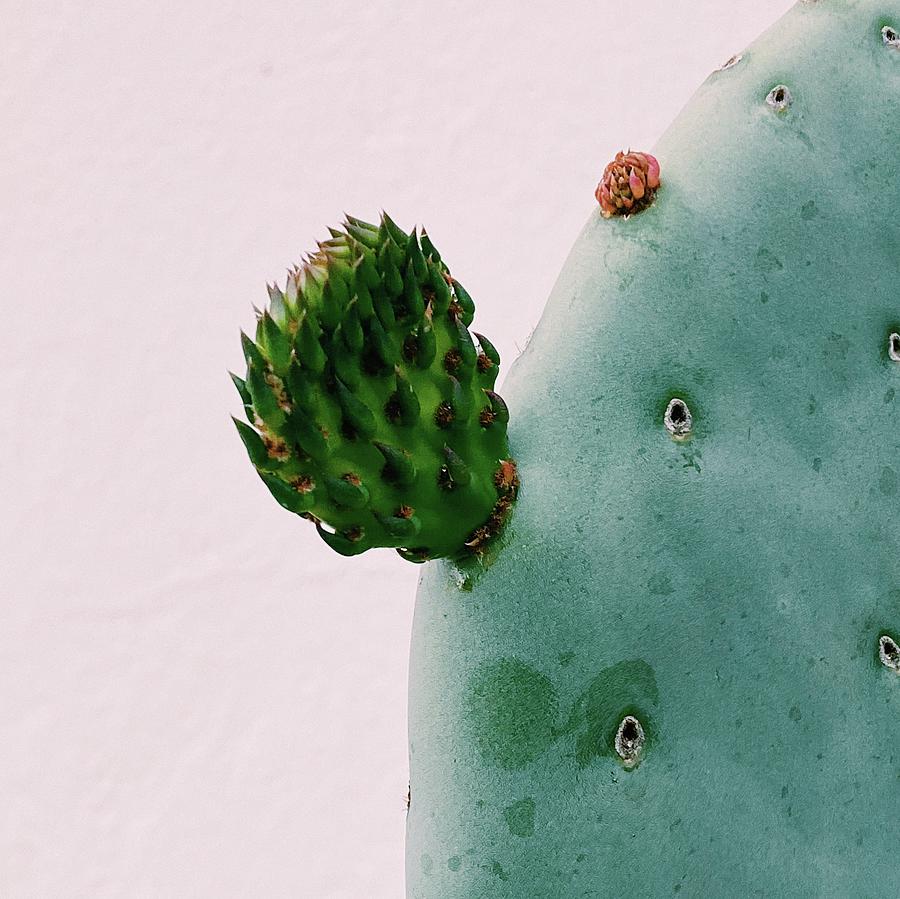 Nature Photograph - Cactus detail by Gerhan Joubert
