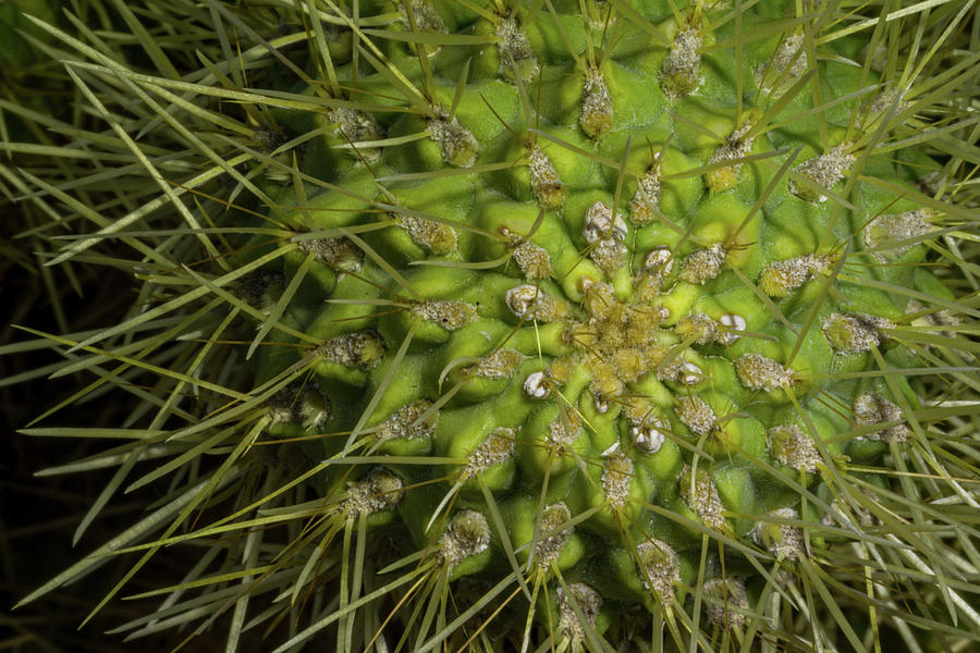 Cactus Detail Photograph by Jean Noren