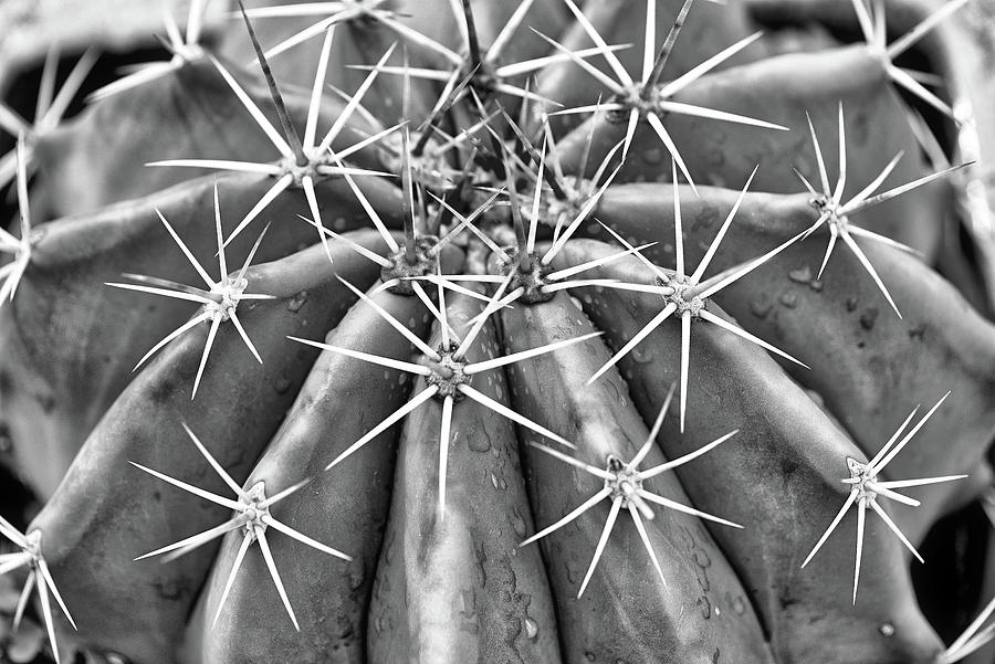 Cactus in black and white Photograph by Doug Wittrock