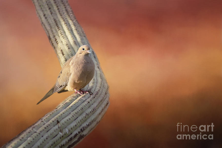 Dove Photograph - Cactus Dove Two by Elisabeth Lucas