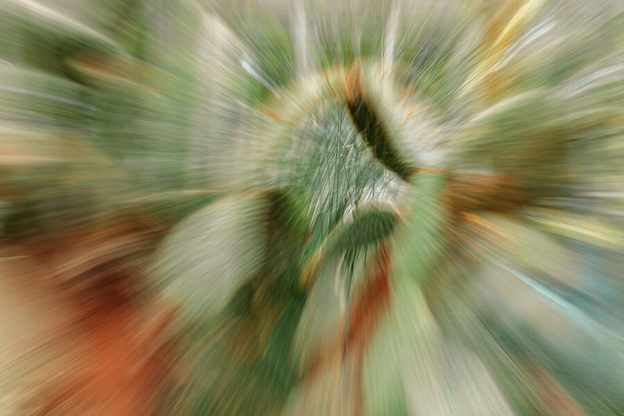 Abstract Photograph - Cactus exploding by Cate Franklyn
